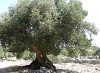 Orkula - Olivenbaum